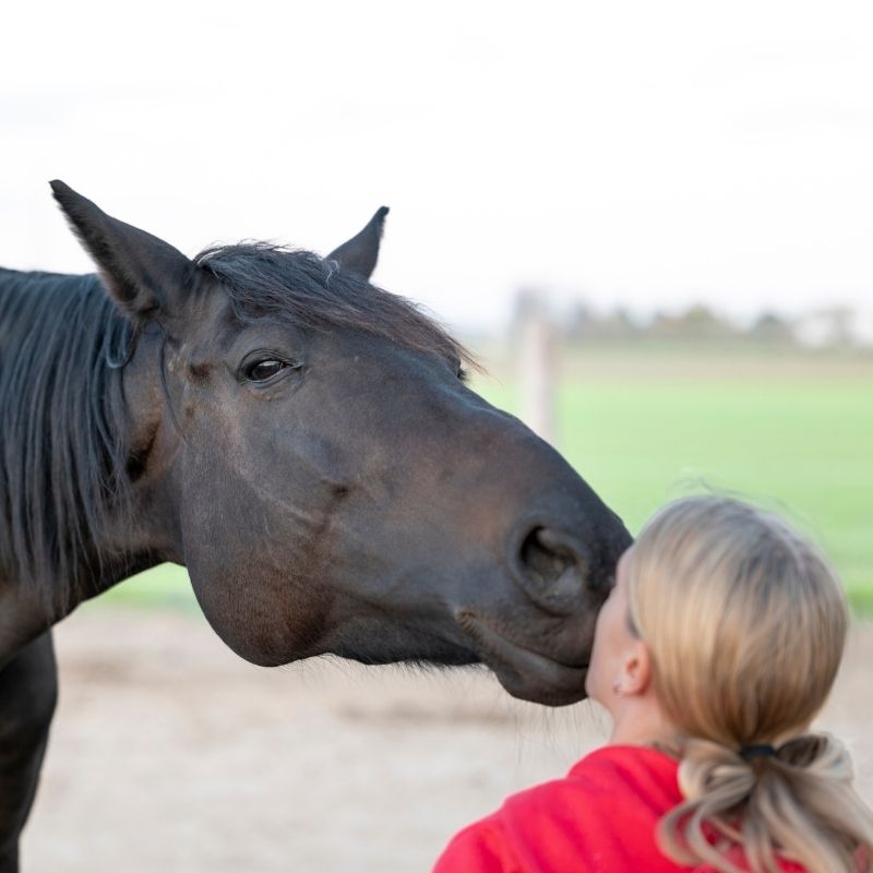 pferd-medalia pferd medalia