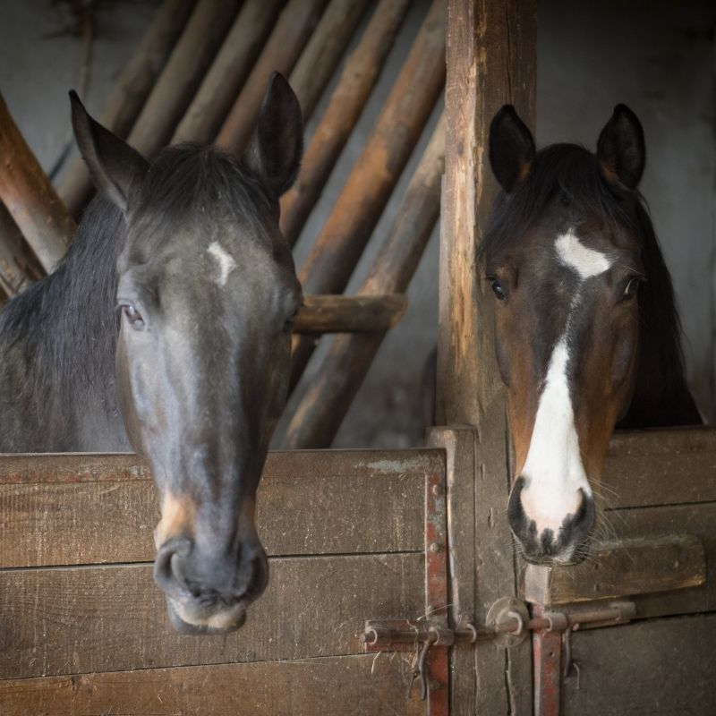 pferde-im-stall pferde im stall