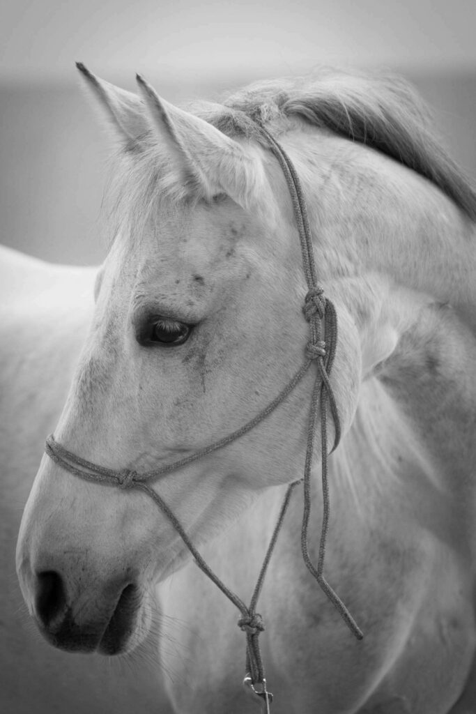 weißes Pferd Franz Paul Podek Fotograf