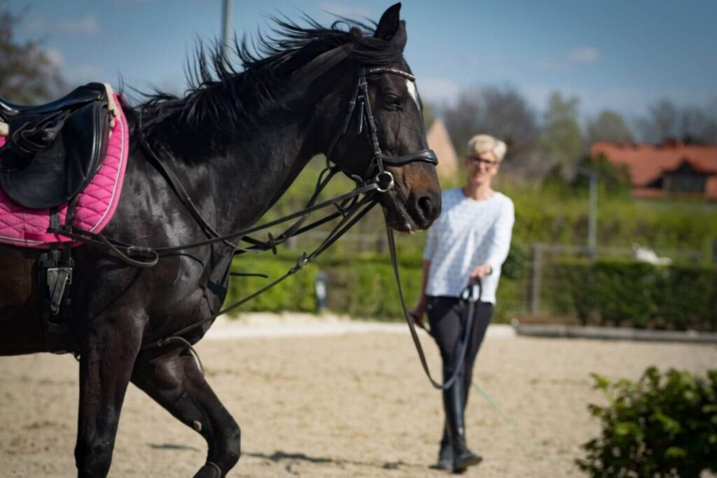 Pferdefotografie Franz Paul Podek