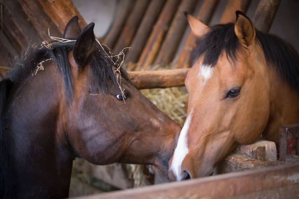Pferdefotografie Franz Paul Podek