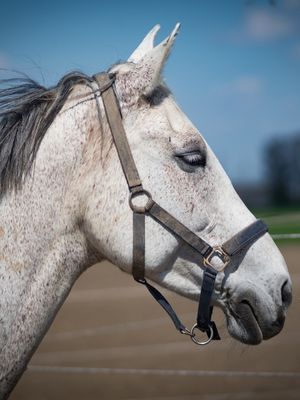 Chrsitina Steiner 2 Weißes Pferd Testimonial Pferdeliebe Fotografie