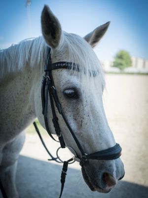 Renate Leitner 1 Weißes Pferd Testimonial Pferdeliebe Fotografie