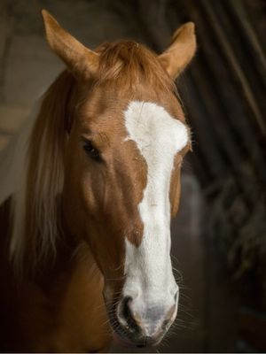 Elisabeth Gruber 5 Braunes Pferd Testimonial Pferdeliebe Fotografie