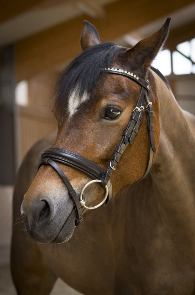 Franz Paul Podek Photography 2023 07 09 11 37 15 L1000618 2