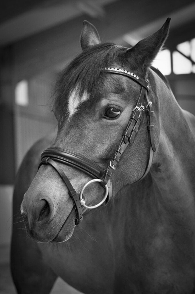 Franz Paul Podek Photography 2023 07 09 11 37 15 L1000618 Bearbeitet 2