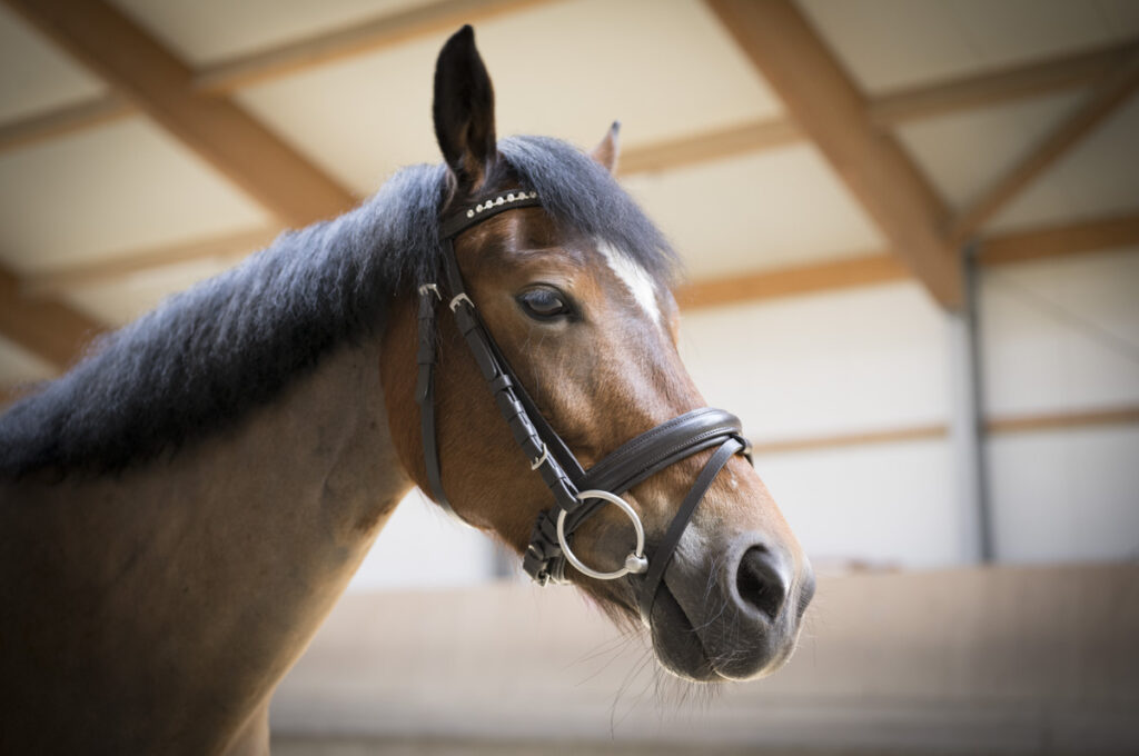 Franz Paul Podek Photography 2023 07 09 11 37 37 L1000623