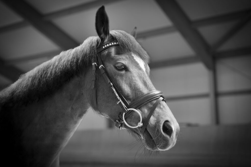 Franz Paul Podek Photography 2023 07 09 11 37 37 L1000623 Bearbeitet