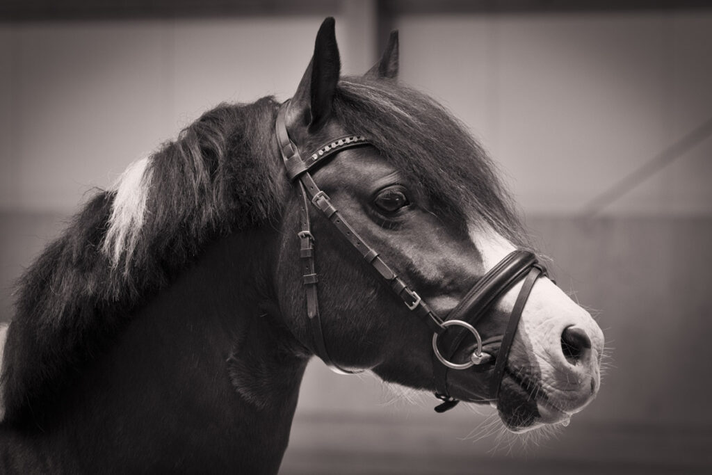 Franz Paul Podek Photography 2023 07 09 14 03 05 DSC3053 Bearbeitet