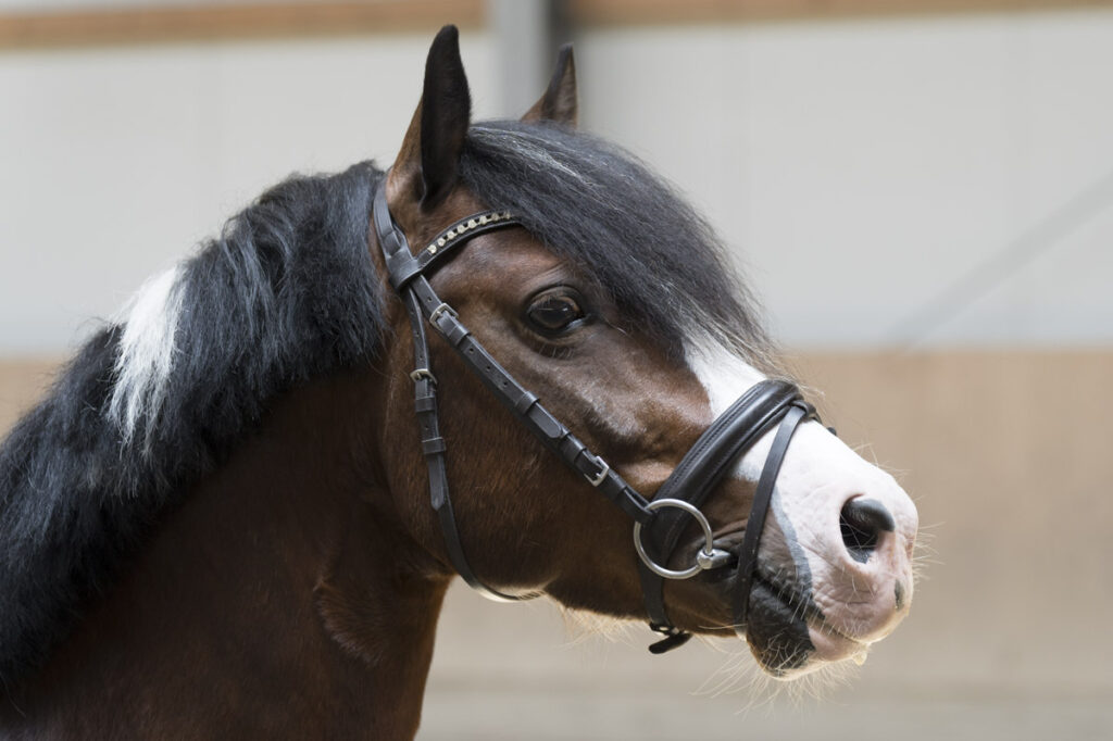 Franz Paul Podek Photography 2023 07 09 14 03 06 DSC3054