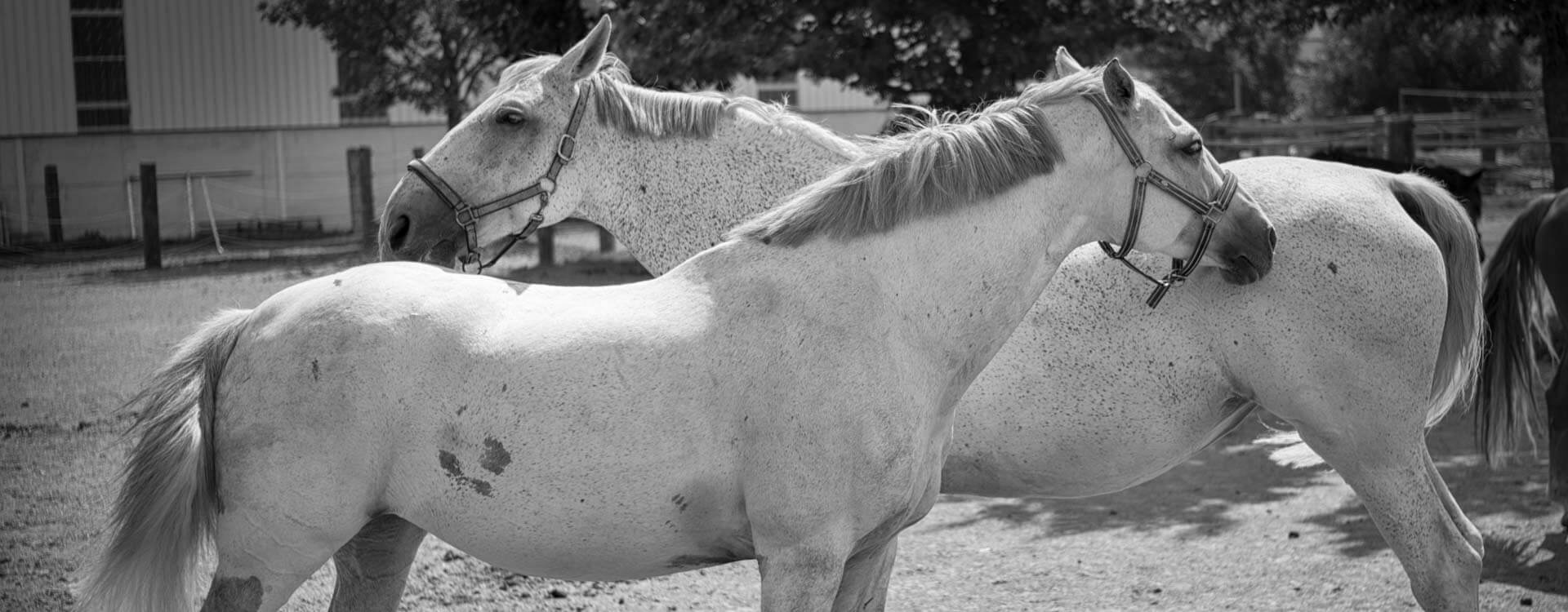 Pferdefotografie 47 fotograf fuer pferde10