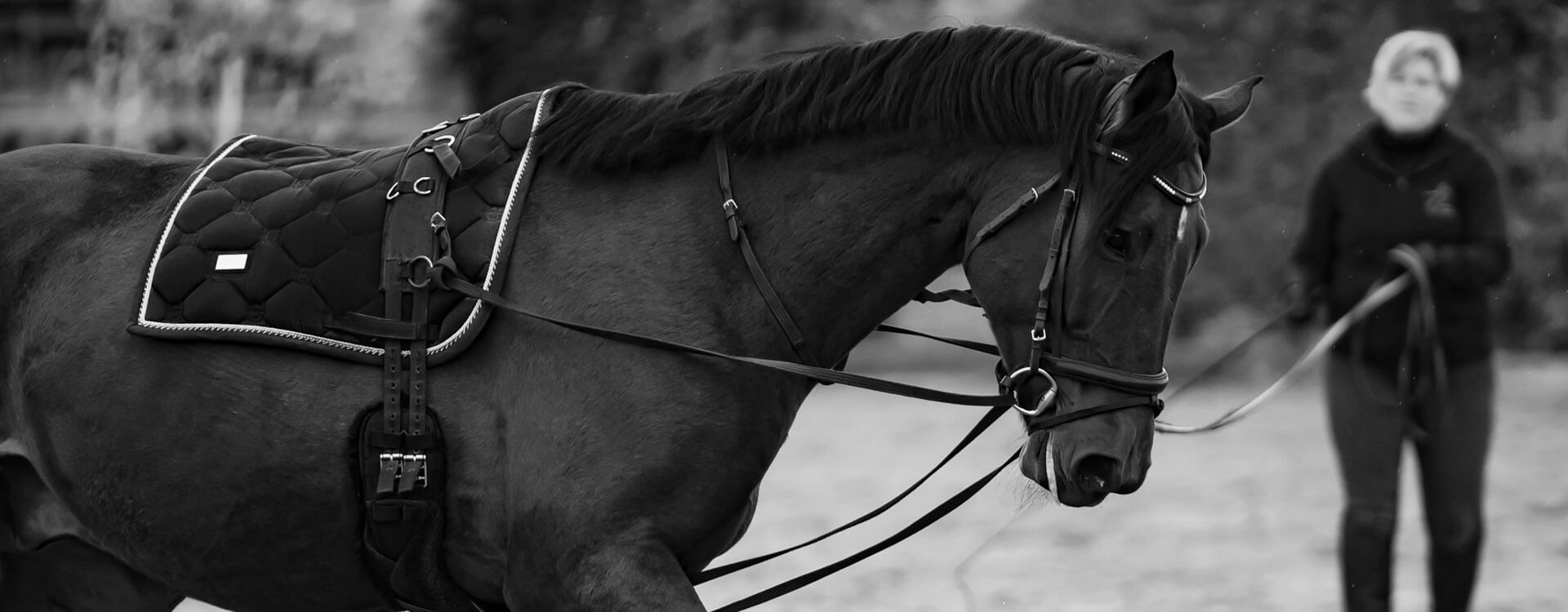 Pferdefotografie 39 fotograf fuer pferde2