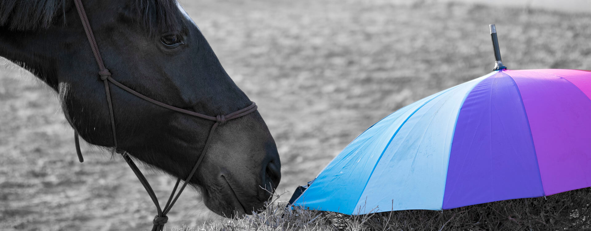 Pferdefotografie 40 fotograf fuer pferde3