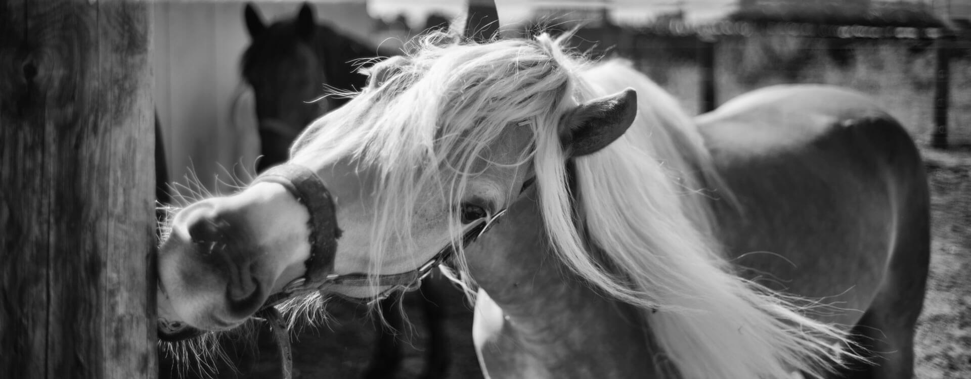 Pferdefotografie 43 fotograf fuer pferde6