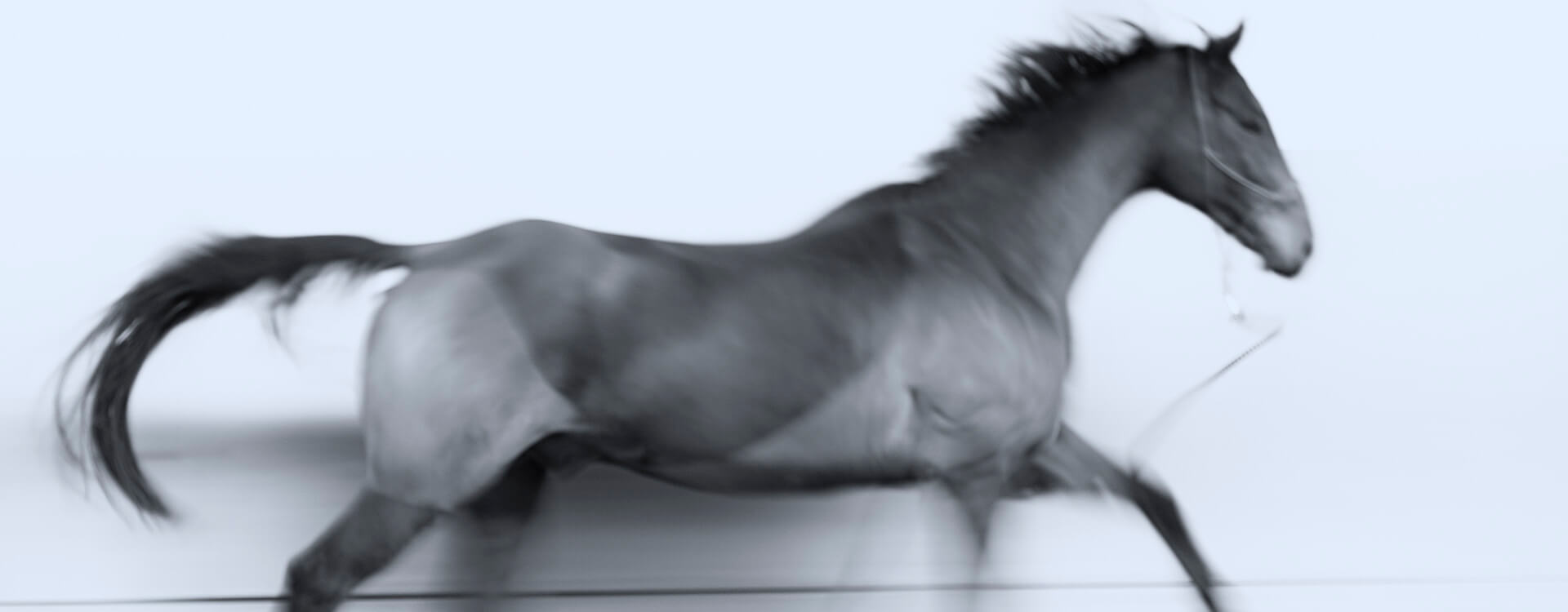 Pferdefotografie 46 fotograf fuer pferde9